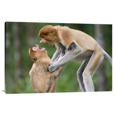 " Proboscis Monkey Juveniles Playing "
