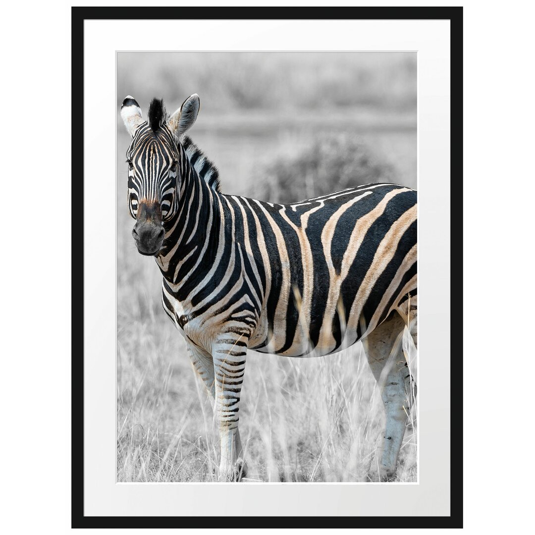 Zebra im wilden Gras" Gerahmtes Fotoposter