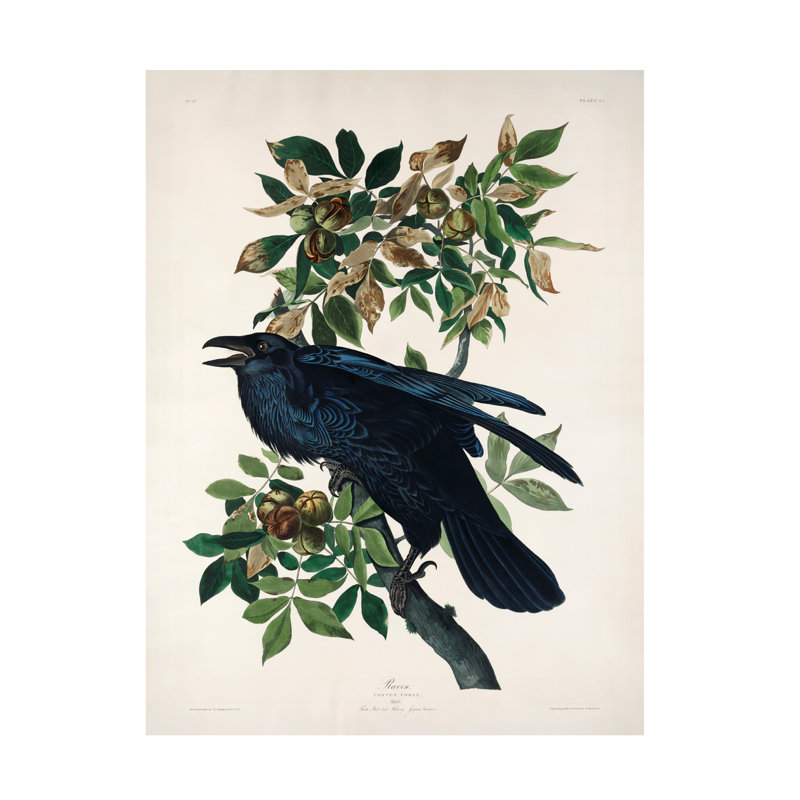 Art mural sur toile tendue - «Raven From Birds of America 1827», art mural pour décor de salon, de chambre à coucher ou de bureau - 35 x 47