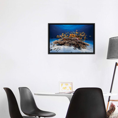 «Marine Life» - reproduction