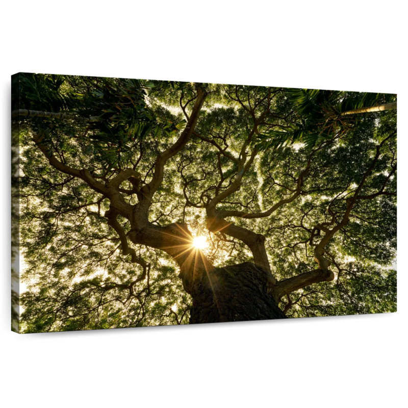 Harnek Sunny Banyan Tree, 16" H x 24" W