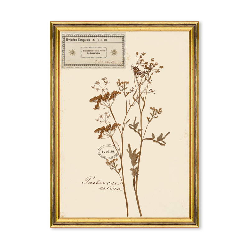 HERBARIUM ALPINIUM VII