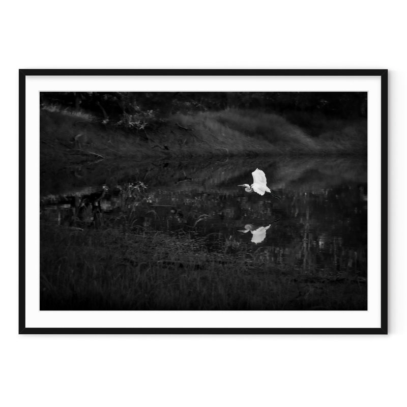 Snowy Egret, 29" H x 40" W, Black