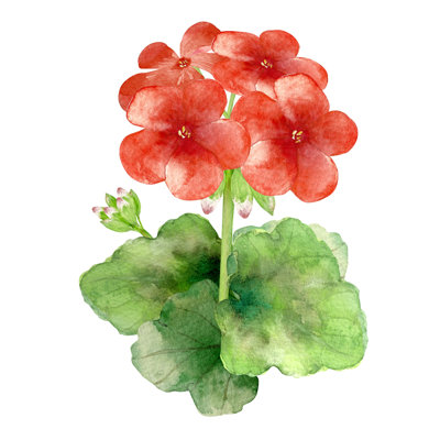 Achai " Geranium Flower Watercolor " by Tada Painting Print