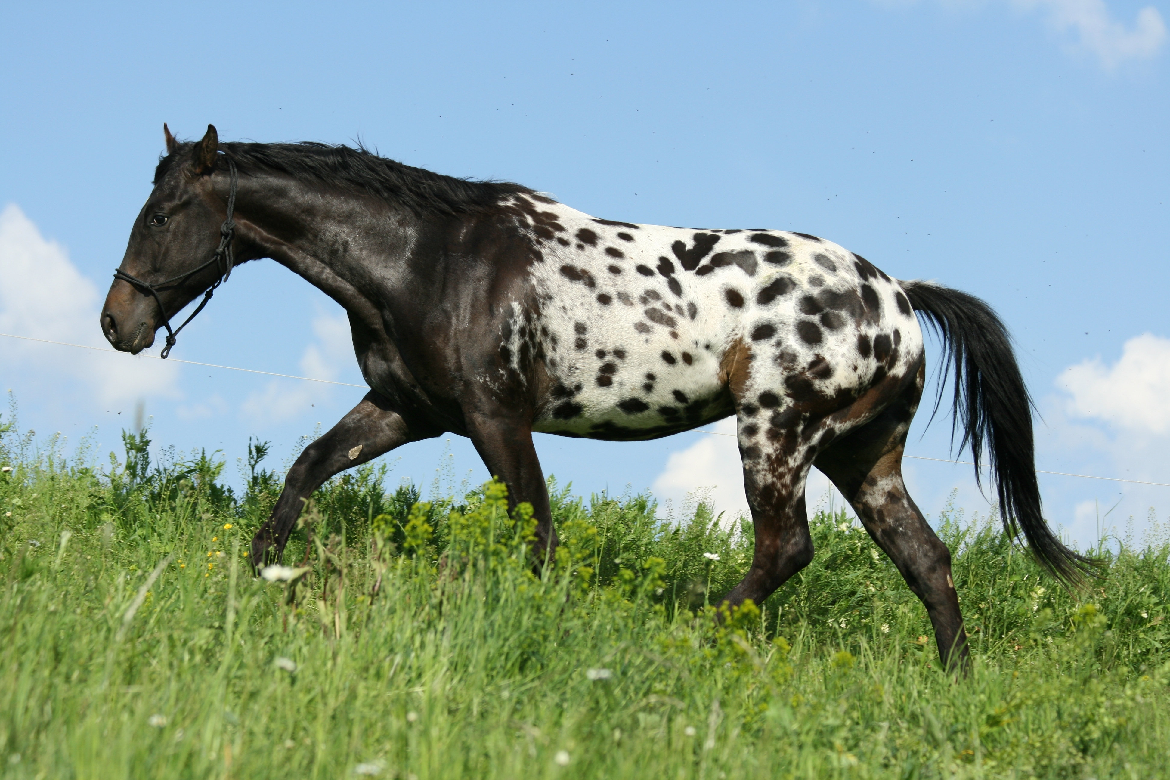 Appaloosa Horse Rearing | Art Board Print