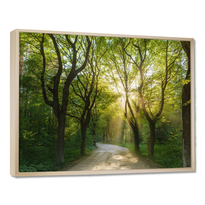 Soirée dans la forêt verte - photographie, H 16 po x l 32 po, Cadre flottant érable