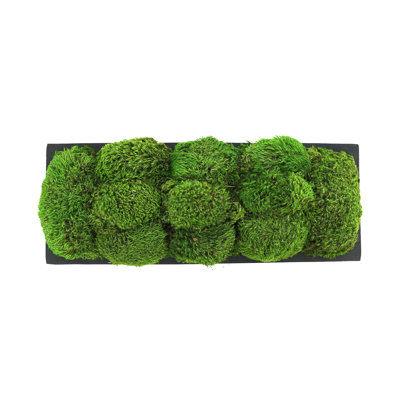 Moss Preserved in Oblong Planter