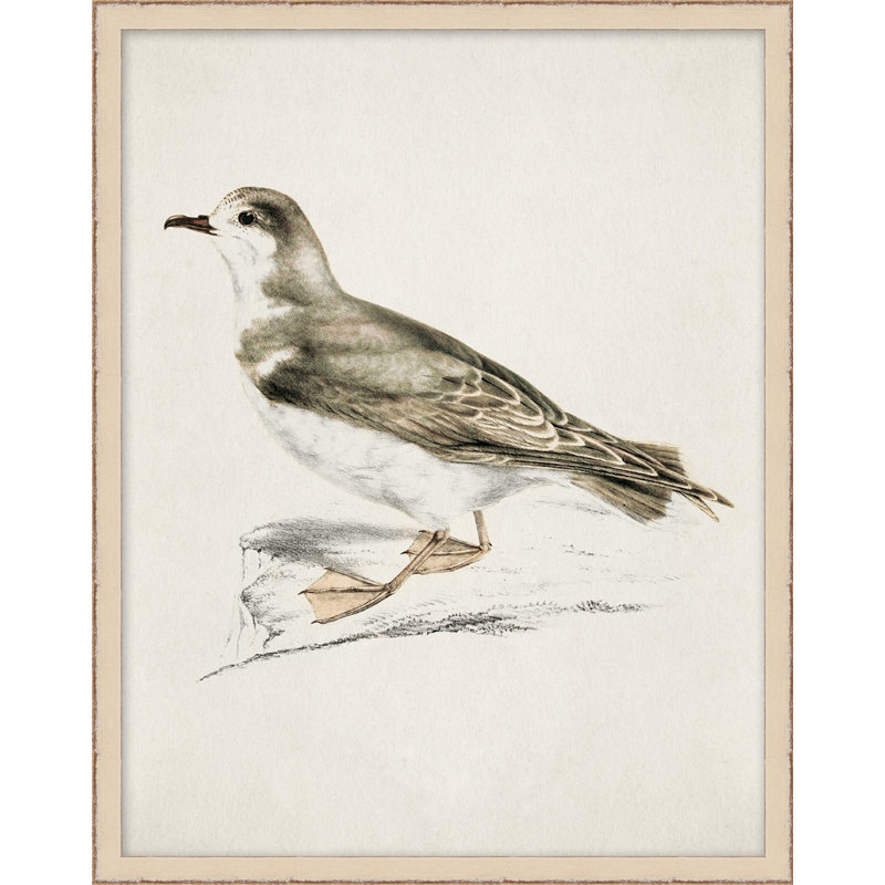 Coastal Bird Impression 5 - Peinture encadrée