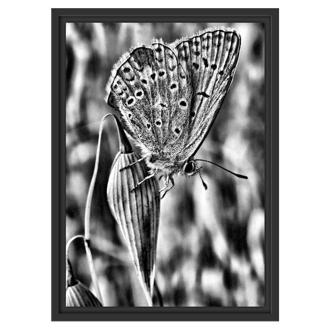 Gerahmtes Wandbild Schmetterling auf Blume Natur Tier