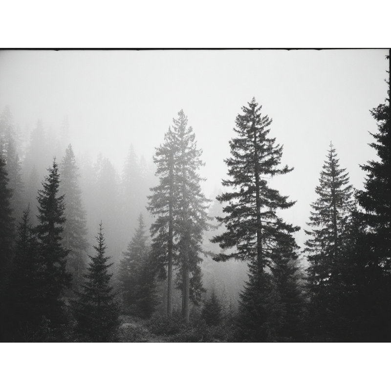 «Morning Mist Over Pine Valley», art mural sur toile, H 36 po x l 48 po