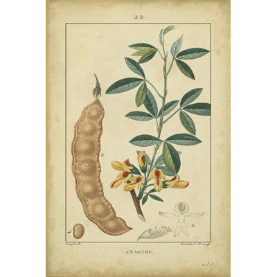 Vintage Turpin Botanical VIII by Turpin - Wrapped Canvas Art Prints