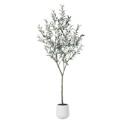 Adcock Olive Tree in Pot
