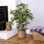 Ficus artificiel 48 po dans un panier