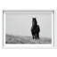 Lone Stallion I Framed Graphic Art-260064176-260064179