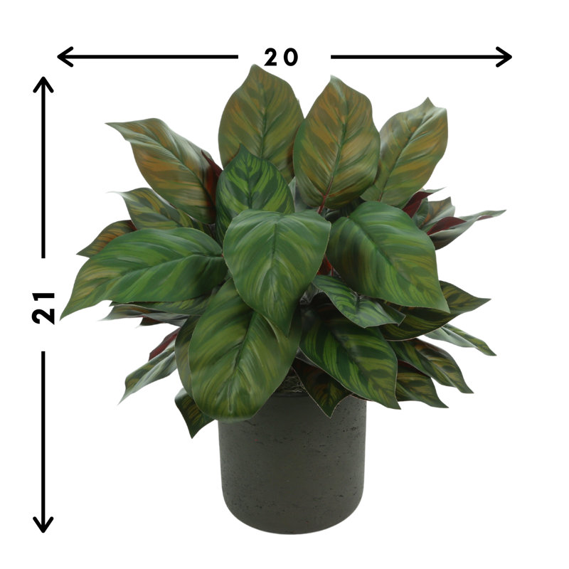 Aglomenia Chinese Evergreen UV Plant