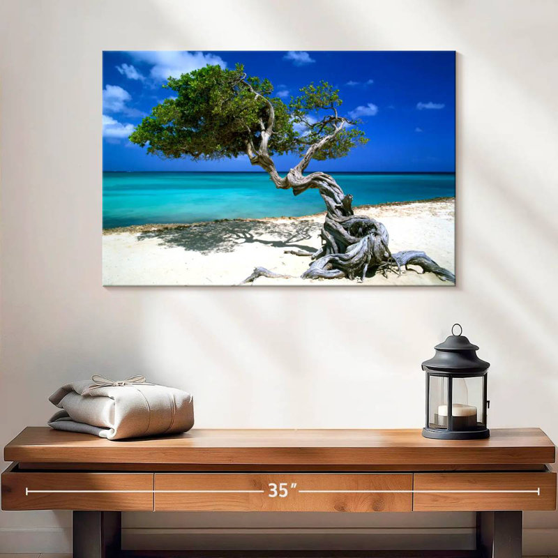 Divi Divi arbre Aruba Petites Antilles, H 16 po x l 24 po