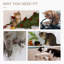 Grattoir pour chat, chat 31 po pour chats d'intérieur, gris