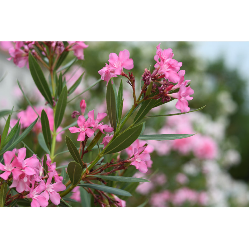 Branches Of Pink Oleander Flowers by Anatoliy Sadovskiy - Wrapped Canvas Print, 30cm H x 46cm W x 3.8cm D