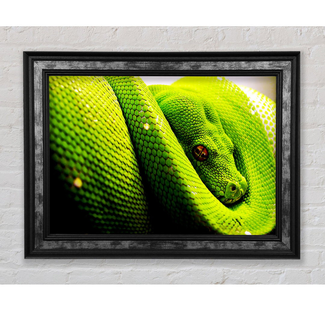 Green Snake Huddle - Einzelner Bilderrahmen Kunstdrucke