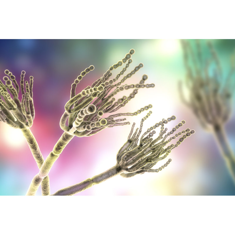 «Fungi Penicillium», impression sur toile tendue, H 12 po x l 18 po