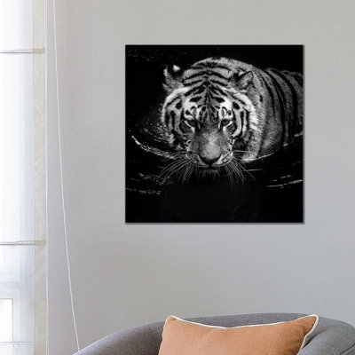 Tiger In Water, Black And White by Lukas Holas - Wrapped Canvas Print