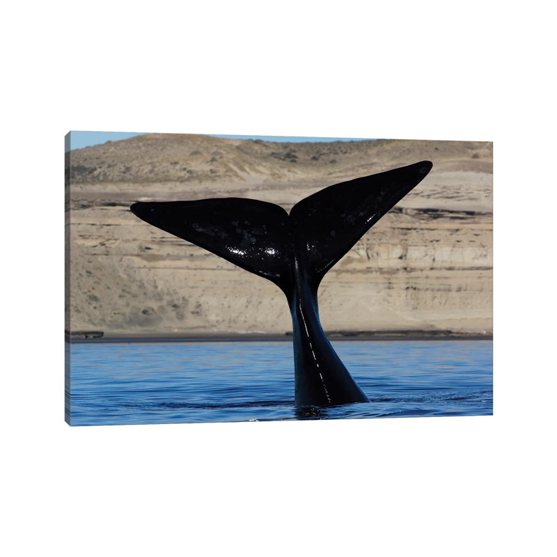 Southern Right Whale Tail, Valdes Peninsula, Argentina by Hiroya Minakuchi - Wrapped Canvas Print, 152.5 cm H x 101.5 cm W
