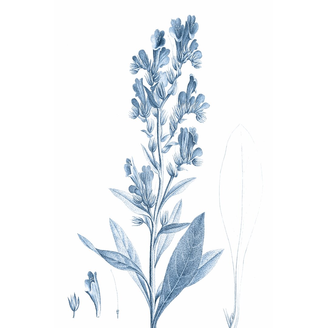 Leinwandbild Antique Botanical in Blue III von Vision Studio