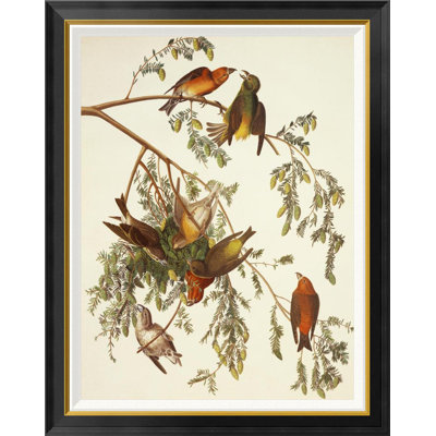 " American Crossbill " by James Audubon