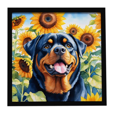 Rottweiler avec tournesols, reproduction d'art encadrée