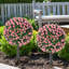 55 cm H Faux Plant-1530043612