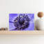 Vibrant Purple Anemone Delicate Elegant Serene Lavender Violet Flower Nature Wall Art Print 1 Piece Wrapped Canvas Wall Art-1958921816