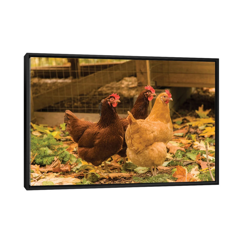 «Issaquah, Buff Orpington and Rhode Island Red Chickens» par Janet Horton - reproduction, H 18 po x l 26 po x P 1,5 po