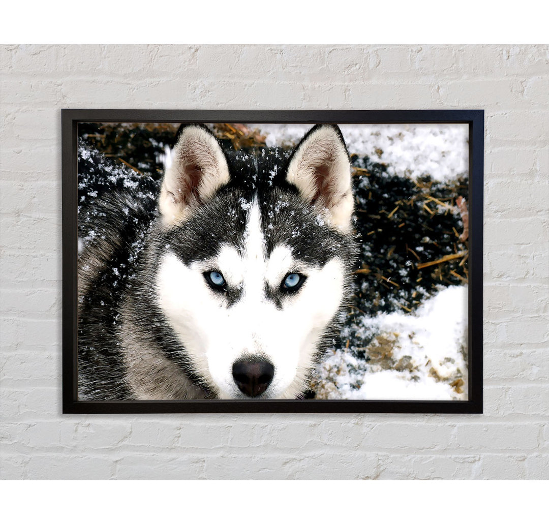 Siberian Husky Wolf - Einzelner Bilderrahmen Kunstdrucke auf Leinwand