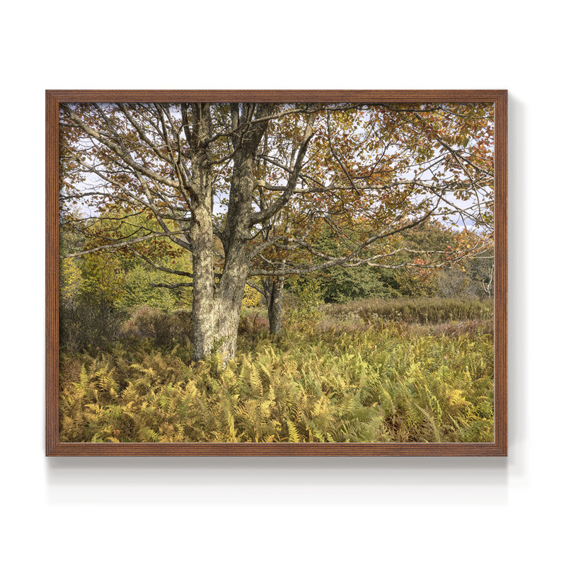 Érable et fougères - reproduction encadrée, H 22 po x l 28 po, Noyer