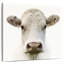 Vache Charolaise-109221913