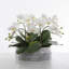 Orchids Arrangement in Planter
