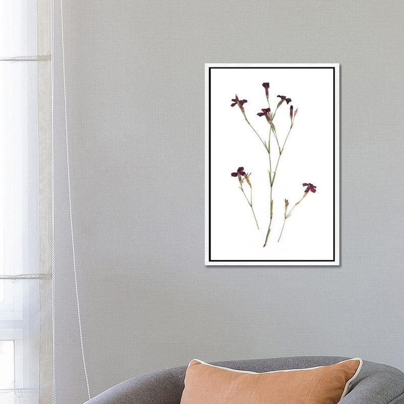 Pressed Botanical II by Carol Robinson - Print on Canvas, 66.04 cm H x 45.72 cm W, White Framed