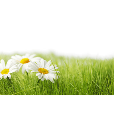 " Spring Meadow With Daisies "