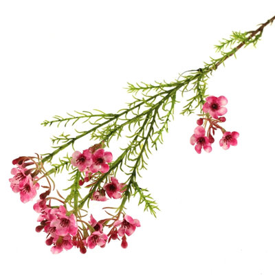 Chamelaucium Arrangement