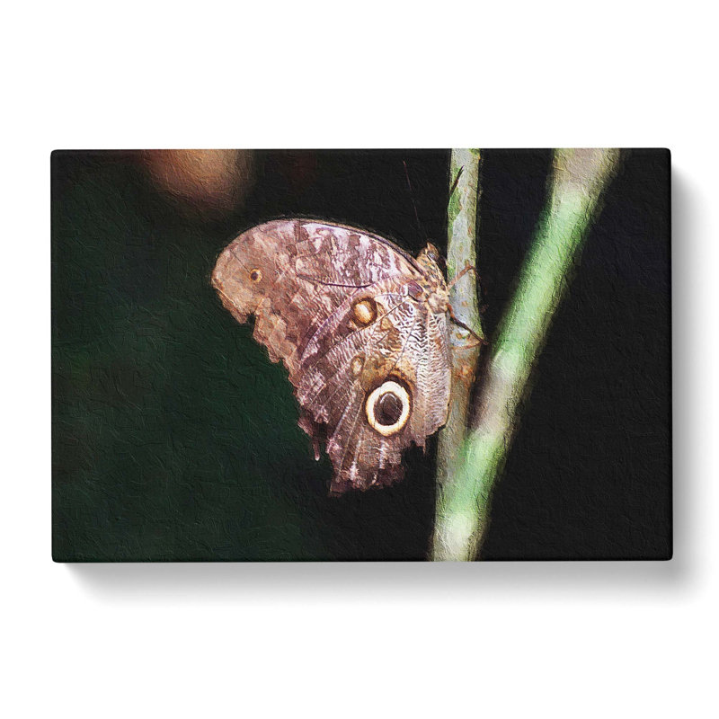 Beauty Of A Butterfly - Wrapped Canvas, 50cm H x 76cm W x 3cm D