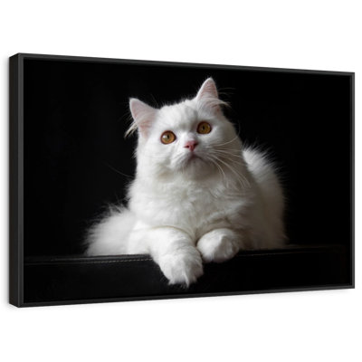 Impression sur toile de chat persan blanc