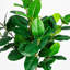 5 pi. Petit ficus artificiel Audrey