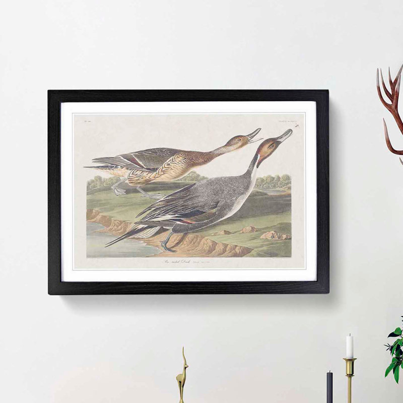 Pin-Tailed Ducks by John Audubon - Picture Frame Painting Print, Black Framed, 27cm H x 36cm W x 2cm D
