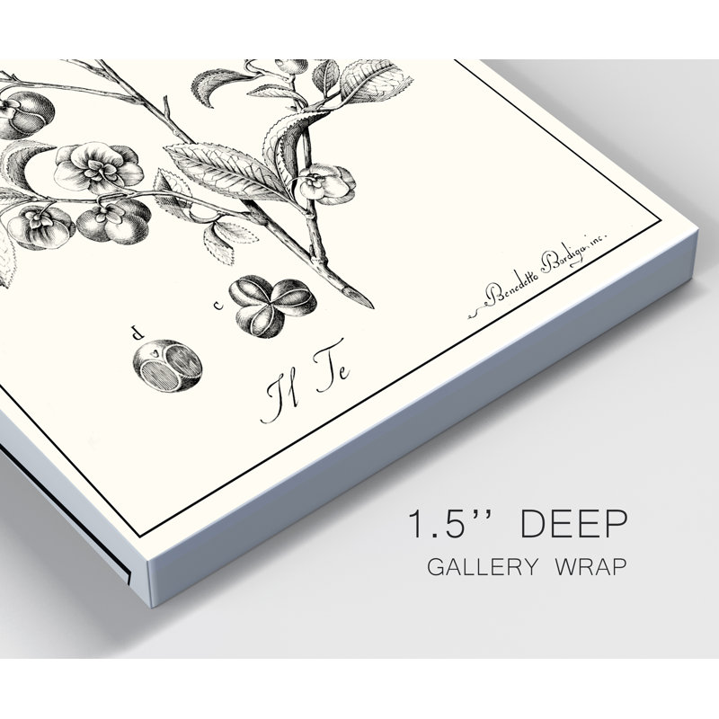 «Antique Black and White Botanical», reproduction d'art sur toile tendue, H 36 po x l 24 po x P 1 po