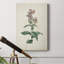 «Traditional Botanical II», impression sur toile tendue-1942529584