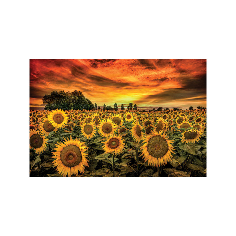 Tuscany Sunflowers Field by Marco Carmassi - Wrapped Canvas Print, 66.04 cm H x 45.72 cm W x 1.91 cm D