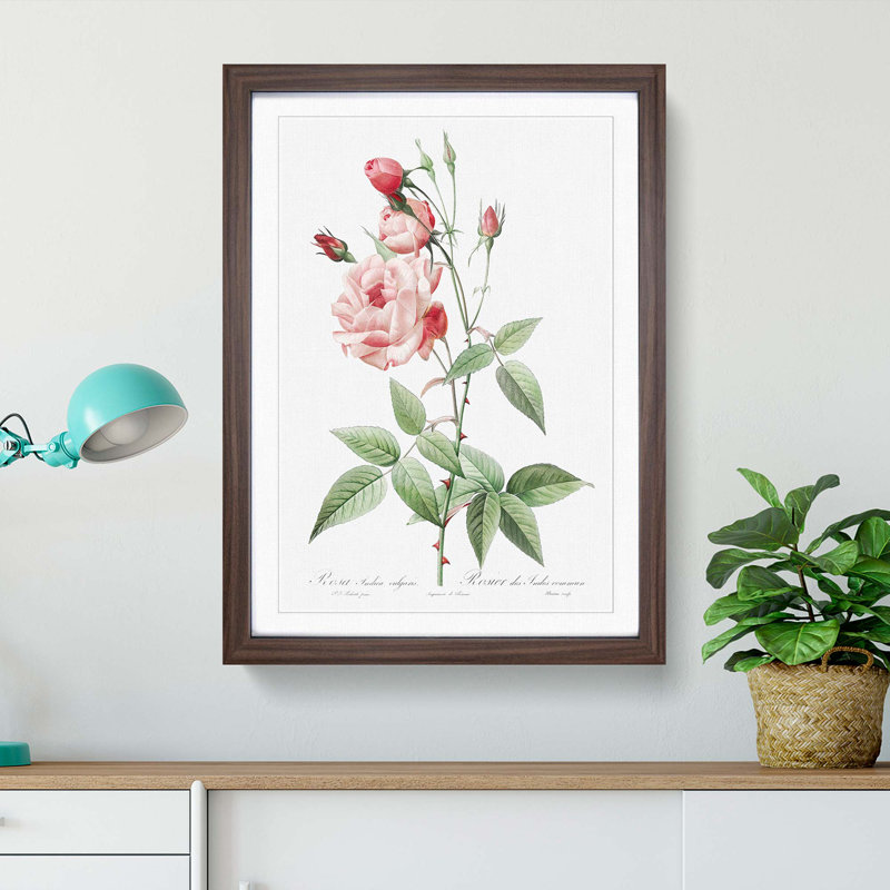 Pink Blush China Rose by Pierre-Joseph Redoute - Picture Frame Painting Print, Walnut Framed, 65cm H x 48cm W x 2cm D