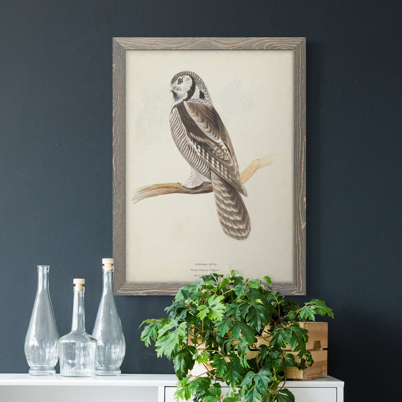 Toile encadrée de qualité supérieure Canada Owl - prête à être accrochée, H 44 po x l 31 po x P 1 po, Gris