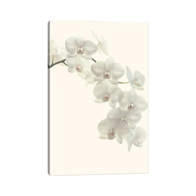 White Orchids by Alyson Fennell - Print on Canvas