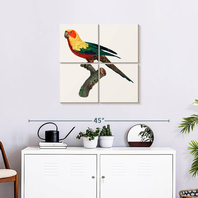Brampt Sun Conure, 26" H x 26" W
